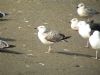 Yellow-legged Gull at Hole Haven Creek (Pete Livermore) (74994 bytes) Yellow-legged Gull at Hole Haven Creek (Pete Livermore) (74994 bytes)